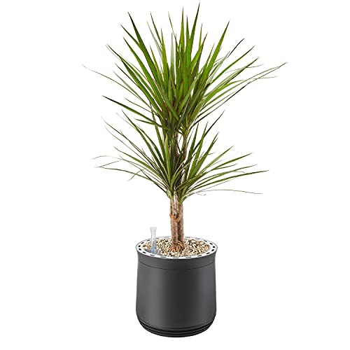 AIRY Pot M mit Drachenbaum & 6-L Airy Base Substrat • Natürlicher Luftreiniger filtert Schadstoffe, Allergene & Gerüche • Ideal für Räume mit ca. 20qm • Made in Germany, 2303-602 anthrazit-anthrazit