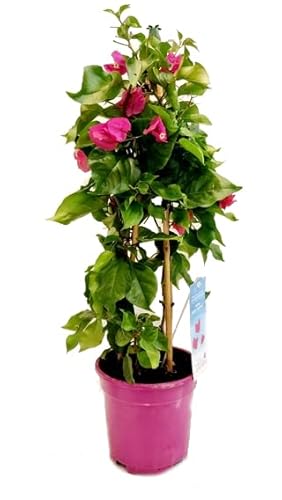 DECOALIVE Bugambilia PREMIUM Planta Trepadora de Exterior, 8435712006408