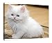 Impression sur toile encadrée en bois avec joli chaton blanc duveteux et étiré prêt à être accroché, 40,6 x 50,8 cm