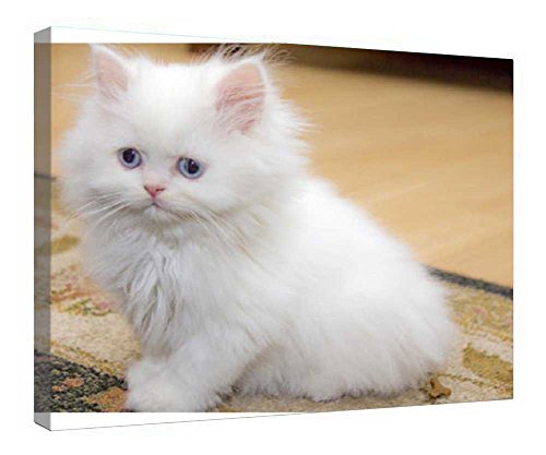 Toile chaton blanc duveteux cadre bois pour creer un coin cocooning dans la chambre