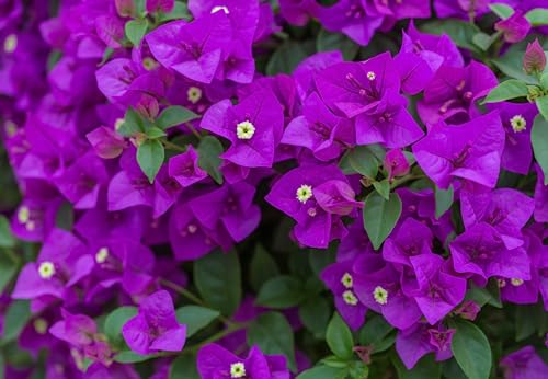 2 Bougainvillea Plants Live, Vibrant Bougainvillea Flower Vine for Garden Perennial Ornament from 4-9 Inc (Purple)