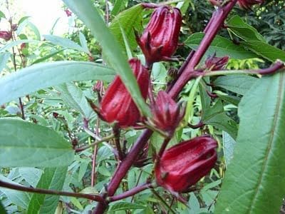 6 bolsas Ht Giocng Cây Buckp Gim, HOA Atiso 50 semillas por bolsa en total 200 semillas de arándano Florida para plantar (rosela roja) Hibiscus