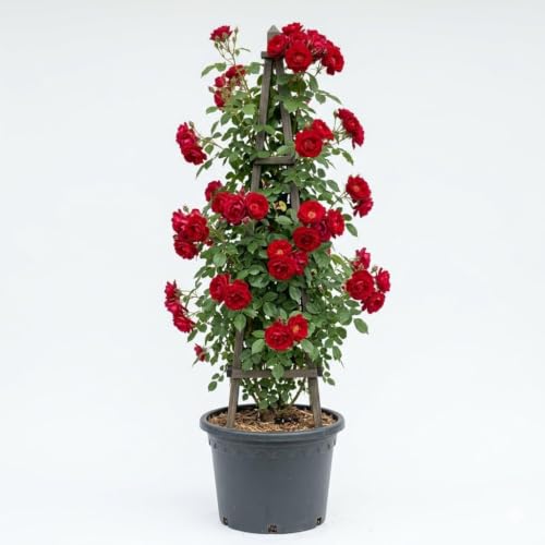 Image of Rare Red Climbing Rose Live Plant with Pot | Original Grafted Fragrant Red Rose Creeper | Fast Growing Flowering Climbing Vine for Home Garden Balcony Terrace Fence Wall Outdoor Decor | Pack of 1