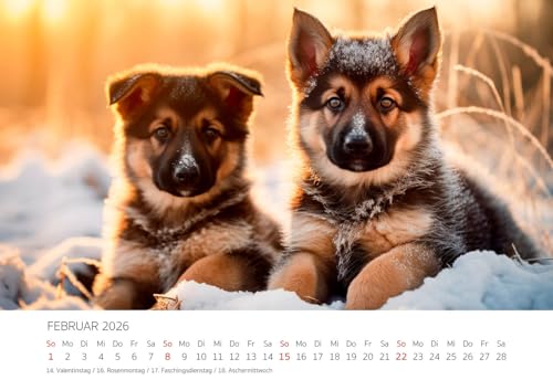 Edition Seidel Premium Kalender Niedliche Hundewelpen 2026 Format DIN A3 Wandkalender Hundekalender Hund Welpe Tierkinder Hunderasse Haustier Melanie Viola