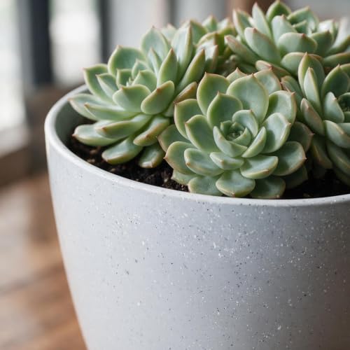 Image of YUCCABE ITALIA SHERA Stella 4 Inch Pack of 3 Piece Plastic Plant Pot for Home Decor Indoor Plant Pots for Living Room Plastic Flower Pot for Garden (Stone Grey, 10 INCH - 6 Pcs)