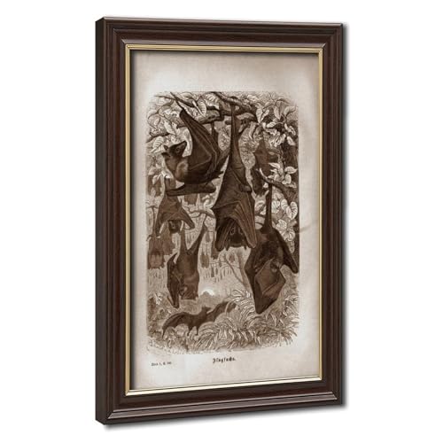 Illustration de chauve-souris vintage par WCYB poster d'histoire naturelle suspendu 40x60cm