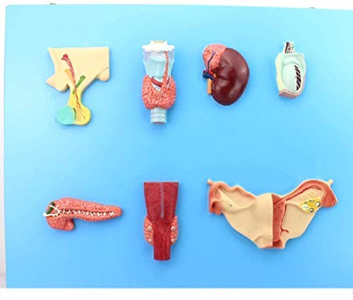 ERNZI Modelli di Materiale Educativo, Modello Educativo Modello Endocrino Organo Modello Digestive Sistema Pituitario Adrenale Umano