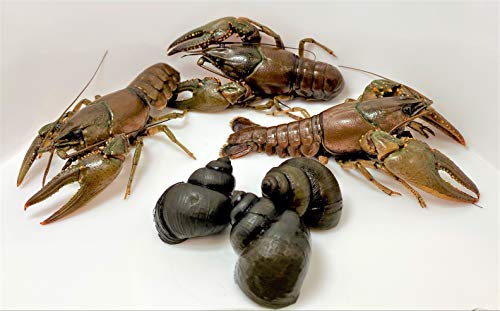Toledo Goldfish Crayfish and Trapdoor Snail Combo from Perfect for Ponds or Aquariums - 3 of Each, 6 Count Total - Image 4