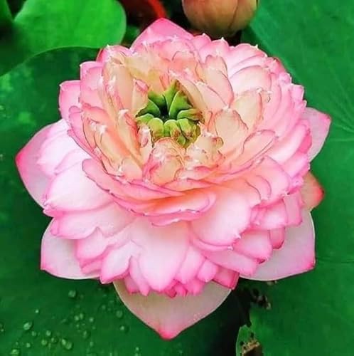 Image of Very Beautiful Rear All Season Pink Cloud Water Lotus(Pack Of-1) /Water Kamal /Water Lily Plant (TUBER) Original Hybrid Veriety Blloming With In 30 Days For Live Plant.