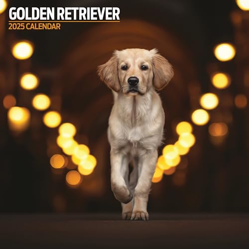 Golden Retriever 2025 Traditional Calendar, Various