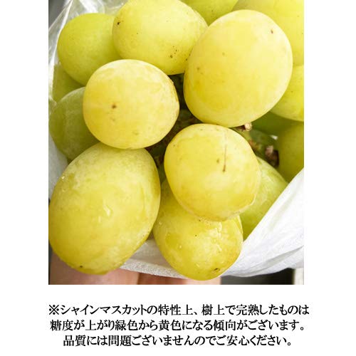 厳選フルーツ マルイチ西川商店 シャインマスカット 訳あり の商品画像 3