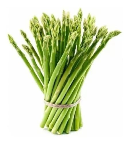 Kit Aspargo Verde Vasos E Mudas 3 Pacotes 150 Sementes