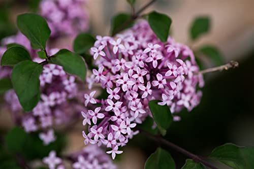 Syringa meyeri 'Red Pixie' 40–60 cm – Winterhart, Mehrjährig, Pflegeleicht – Zwergflieder – Zierstrauch für Garten & Kübel
