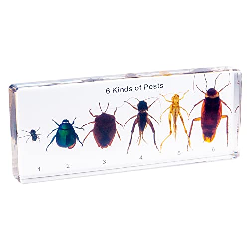 Image of Resin Insect Specimen Set, Science Toys for Kids Aged 3-12 (6 Kinds of Pests)