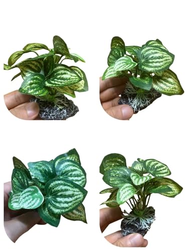 Image of JGbaby Artificial Aquarium Plants,Fish Tank Decorations Betta Leaf Hammock 4in Realistic Silk & Plastic Plants, Hideout Decor for Betta. Goldfish,Reptiles,Small Tanks (Green Type-C)