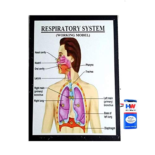 Respiratory System Biology Science Working Modelwith Running Led Light Teaching Aids Educational Project Science Project.
