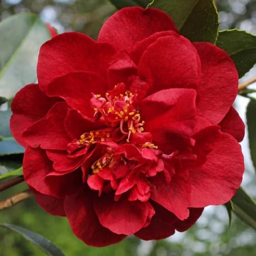 Camellia Plants Live, Rare Camellias Tree Live Plant, Vibrant Flower Shrub, Well-Rooted in Pot, Indoor Outdoor Flowering Zones 7-10 (Red)