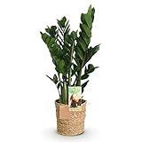 Green boutiQ - Zimmerpflanzen - Zamioculcas - ZZ-Pflanze - Wenig Pflege - mit Korb - Grün - 1 Pflanze - Topf 17cm - Höhe 65-75cm