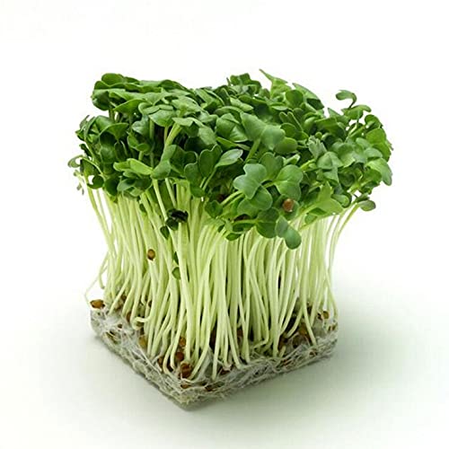 RADISH WHITE Microgreen Seeds By Grewery Farm LLP 50gm Open Pollinated 90 Percent Germination Non Treated Seeds Non GMO Seeds Airtight Packaging, Green (B09CLPQZF3) Amazon Price History, Amazon Price Tracker