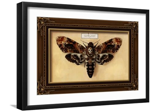 ART.COM Wall Art Print Death's Head Moth on Black Frame