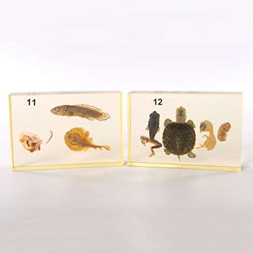 Image of W99319 Animal Kingdom Collection Case of 12,Grade: 1 to 12, 5 inch Height, 15.5 inch Wide, 18.5 inch Length