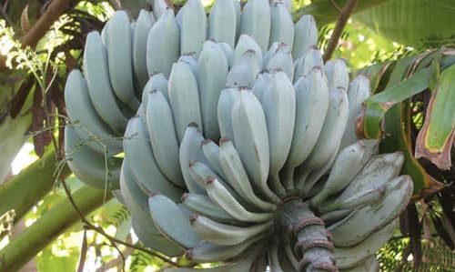 Generic Blue Java Banana Tree - Ice Cream Banana Plant - Live Starter Fruit Tree - Blue Banana Tree Plant - Banana Tree Live, Green