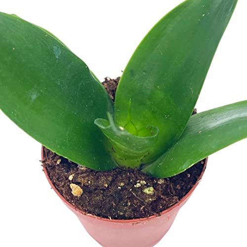 Black Dragon Snakeplant, All Green Snake Plant, Sansevieria Trifasciata, Well Rooted Healthy Beautiful Starter Succulent #TOP3