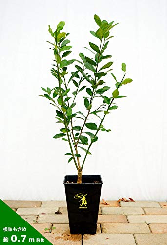 Amazon.co.jp: レモンの木 【瀬戸内レモン】 2年生接木苗 角鉢植え