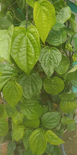 Betel leaf plant, viledele gida, paan leaf Plant, Vetrilai vala, Tamalapaku chattu, with Polythene Bag pack (1)