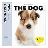 THE DOG カレンダー 2026 壁掛け 大判サイズ [シェットランド・シープドッグ]