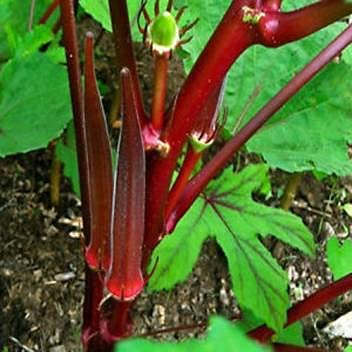 Gardenify India Red Lady Finger (Bhindi) Seeds (50 Seeds/Packet) (B094HDKRHT) Amazon Price History, Amazon Price Tracker