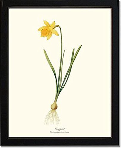 Vintage Botanical Flower Art Print: Daffodil (Redouté)