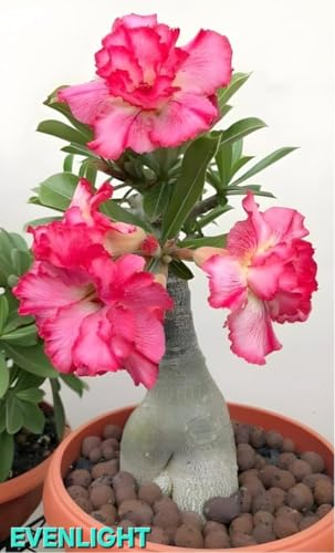Image of Adenium /Desert Rose Healthy Bonsai Flower Live Plant,(Pack Of 1,Without Pot) Indoor /Outdoor Plant Original Variety Live Plant