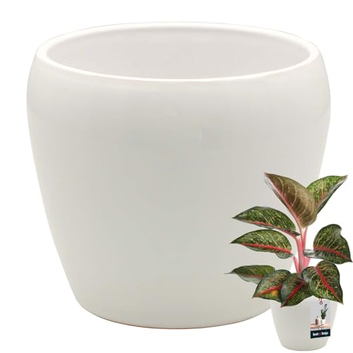 KOTARBAU® Blumentopf Weiß innen rund ⌀ 12 cm H: 12 cm glasierte Keramik Blumentöpfe innen Blumenübertopf Pflanzentopf innen Orchideenübertöpfe Blumentopf groß Flower Pot