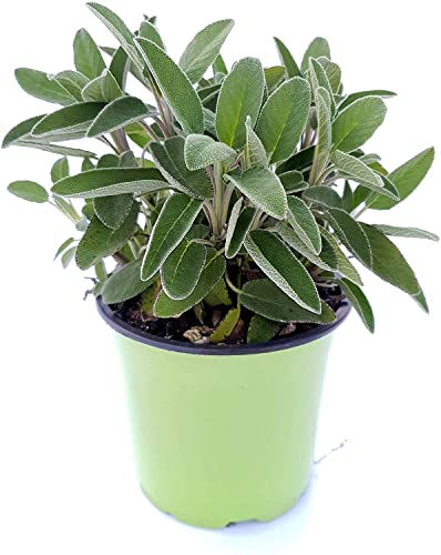 Salvia Natural Planta Primaveral con Hojas Aromáticas