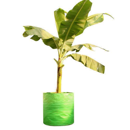 MyOwnGarden 24x24 Grow Bag for Big Size Plants for Banana,Papaya,Lemon, (B08XPMSMNP) Amazon Price History, Amazon Price Tracker