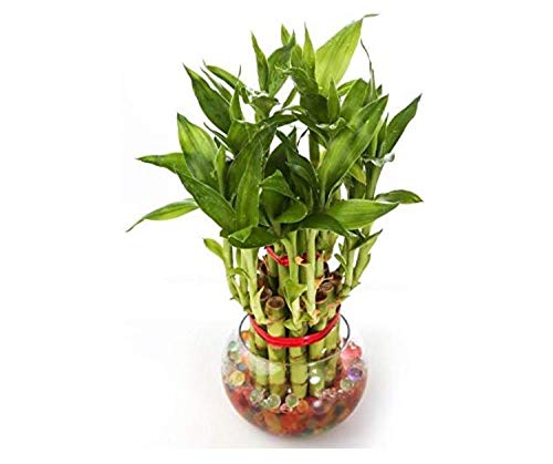 Real Nature 2 layer lucky bamboo plant with round glass bowl and colored jelly balls