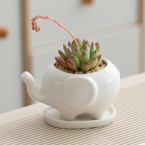 Pocovoza Maceta para suculentas  elefante