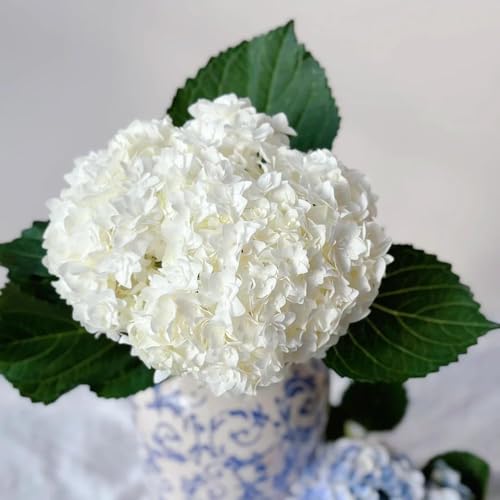 70 piezas de hortensias semillas resistentes - de jardin semillas pradera trepadoras resistentes, balcón al invierno, jardín