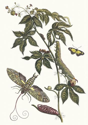 Wall Art peintures Ricinus d'Amérique Maria Sibylla Merian tableaux modernes 60x90