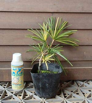 Amazon | 斑入り葉 高野槙(コウヤマキ、こうやまき、高野槇） | 植木