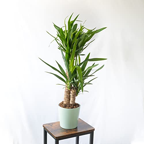 SMPLY. | Planta de Yuca de 2 Troncos Natural | Para Interiores o Exteriores | Ideal para el Hogar, la Oficina o para Regalar | Fácil de Cultivar
