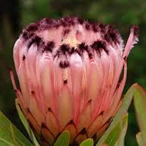 Elitely Pink Protea Neriifolia Rara Flor Jardín Semillas Raras Decorativas para Interior,...