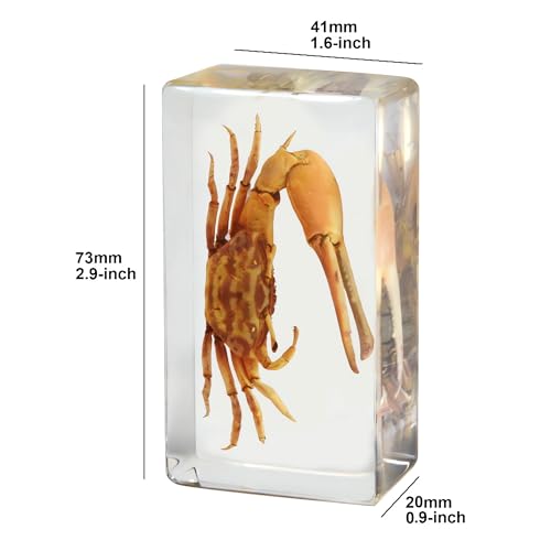 Image of Taxidermy Crabs Conch, Oceans Animals - Sea Creatures Specimen in Resin for Closer-Look & Study, Science Educational Classroom Specimens, Novelty for Home Office Decor, Amazing Gift (2.9x1.6x0.9-inch)