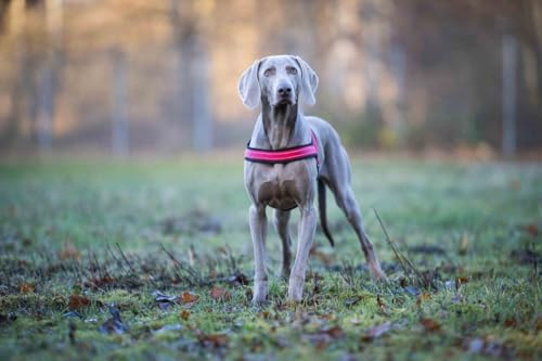 Hundegeschirr Soft & Safe reflektierend, Gr.0: 35-45cm cayenne/schwarz