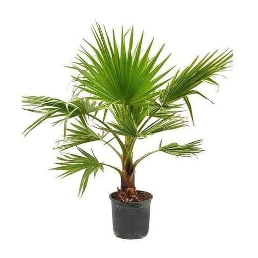 Washingtonia Robusta | DECOALIVE | Palmera de Exterior | Altura ± 120cm | Planta Natural