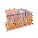 3B Scientific Menschliche Anatomie - Haut, Blockmodell, 70-fache Größe + kostenlose Anatomie App - 3B Smart Anatomy, J13