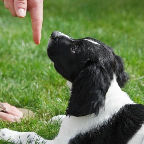 『Ask the Expert: Dog Behaviour』のカバーアート