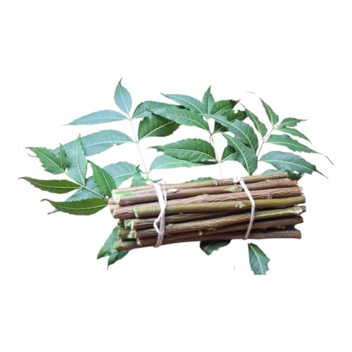 Image of Ayurvedic Natural Organic Neem Datun Toothbrush, Twigs Chew Sticks for Brushing Teeth Removes Bad Breath, Relieve Tooth Ache, Healthy Collected in The Wild. (Pack of 40)