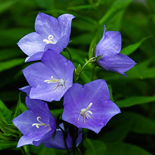 Outsidepride Balloon Flower Blue Platycodon Grandiflorus Garden Plant Seed - 1000 Seeds